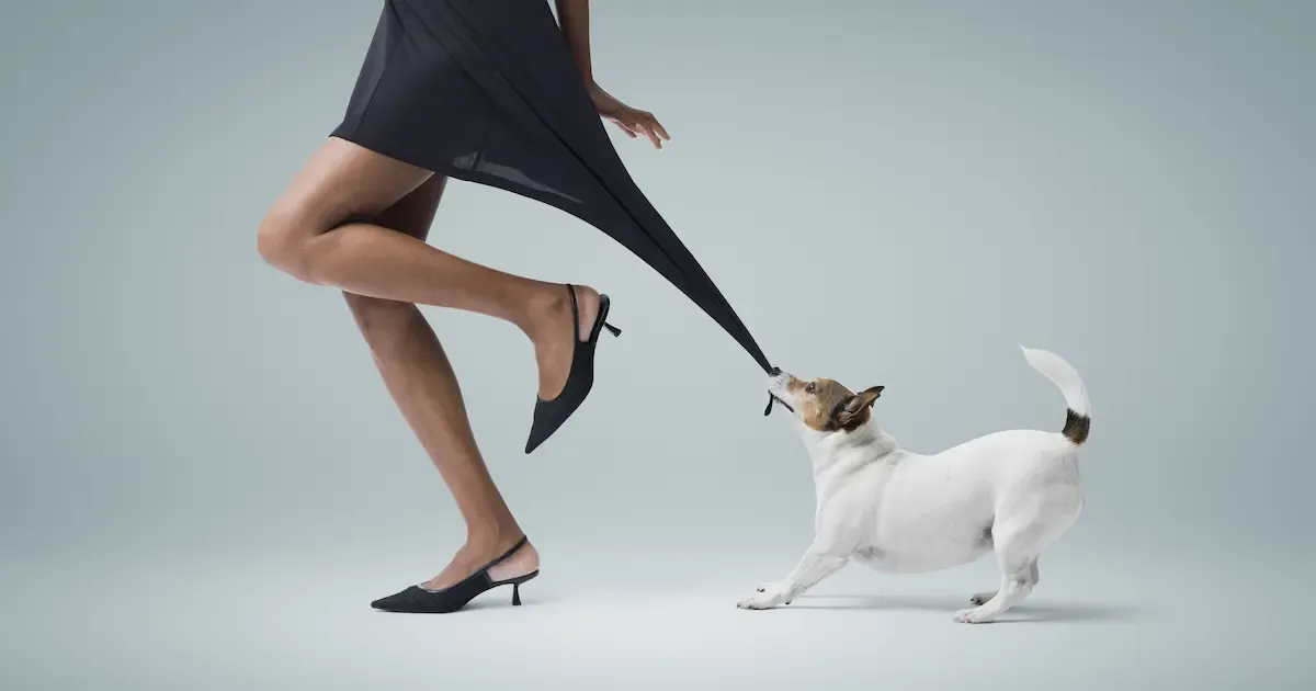 ฝันว่าหมากัด ฝันว่าหมากัดขามีคำทำนายฝันว่าอย่างไร พร้อมเลขเด็ดงวดนี้