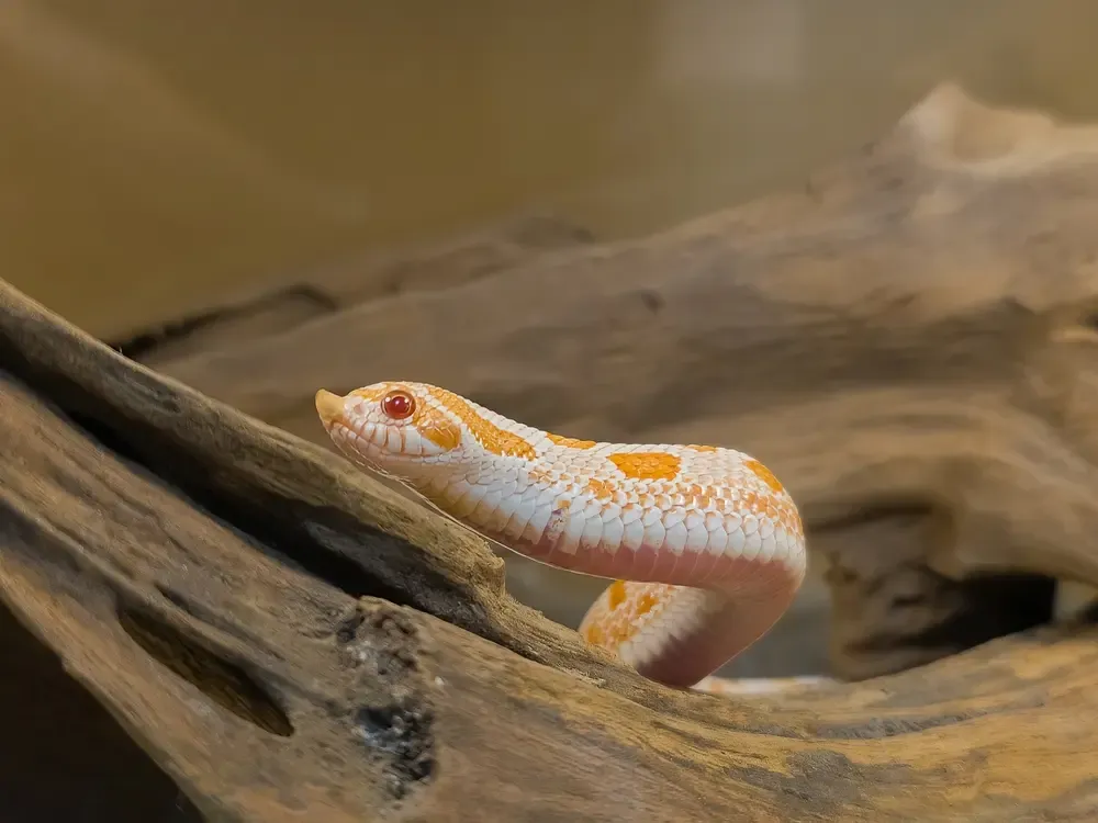 ฝันเห็นงู มีคำทำนายว่าอย่างไร พร้อมเลขเด็ดงวดนี้ และเคล็ดลับหลังฝัน