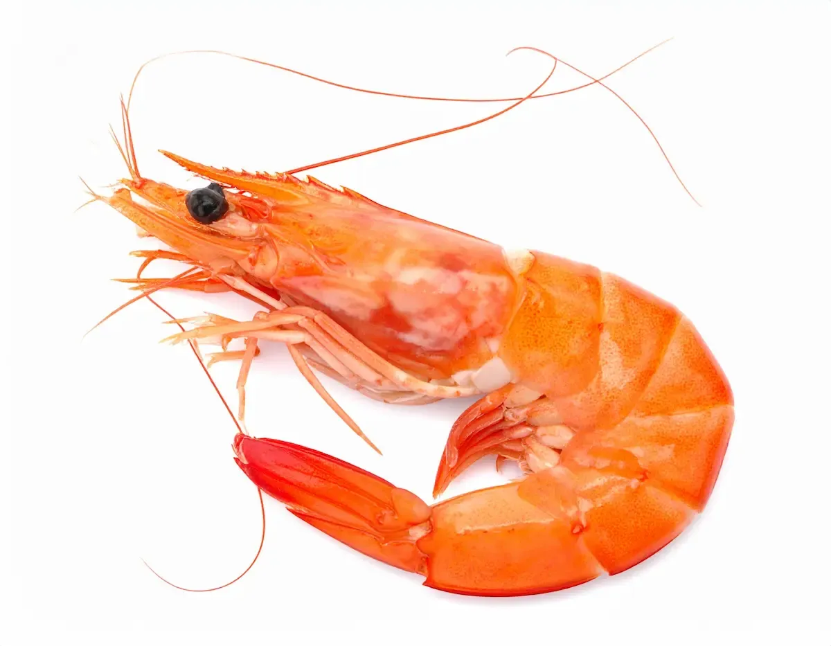 ฝันเห็นกุ้ง ฝันเห็นกุ้งเยอะมากมีคำทำนายว่าอย่างไร พร้อมเลขเด็ดงวดนี้