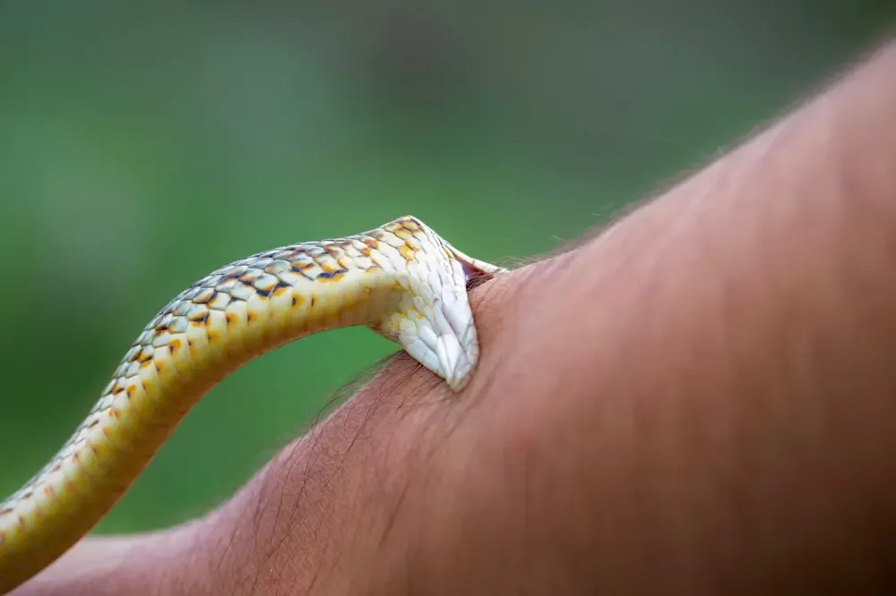 ฝัน่วางูกัด มีคำทำนายว่าอย่างไร พร้อมเลขเด็ดงวดนี้ 